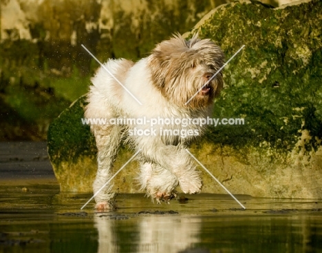 Polish Lowland Sheepdog (aka polski owczarek nizinny) walking on beach