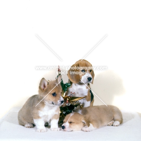 two corgis and a beagle puppy with christmas decoration