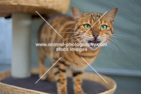 bengal cat standing on a scratch post, looking at camera and meowing