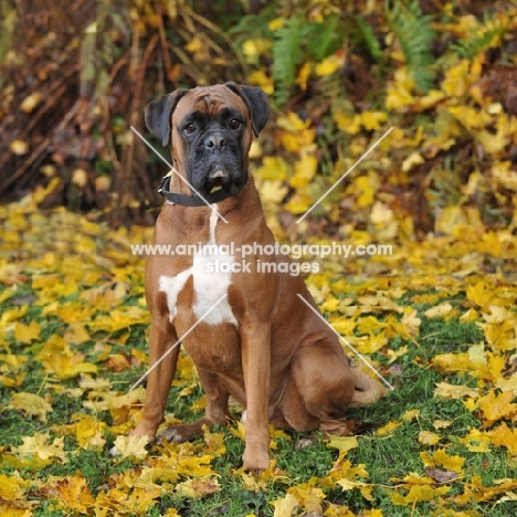 grumpy looking boxer sat in yellow leaves in autumn