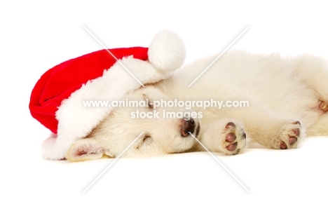 German Shepherd (aka Alsatian) puppy laid asleep wearing a Christmas hat