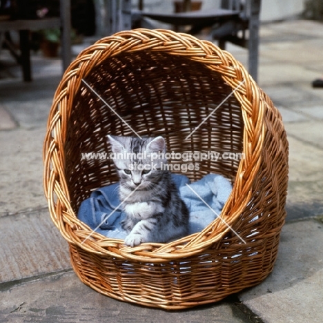 silver tabby kitten sitting in a basket