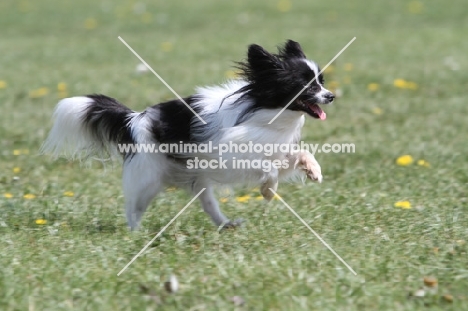 Papillon running