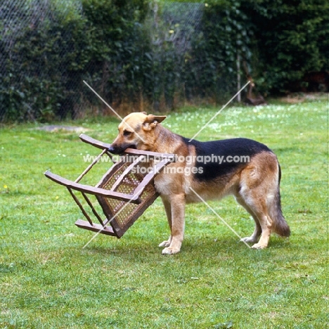 german shepherd carrying a chair