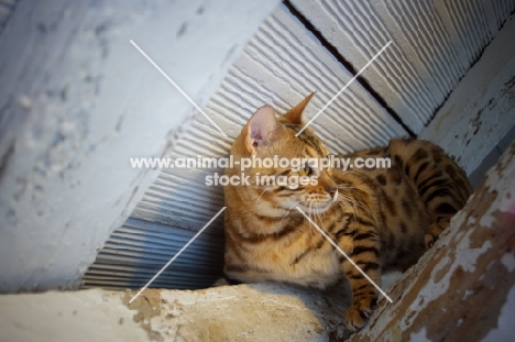 Bengal cat balancing on a wooden beam