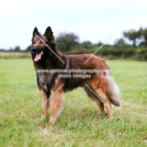 tervueren standing in a field