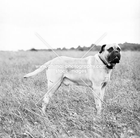 bullmastiff in field