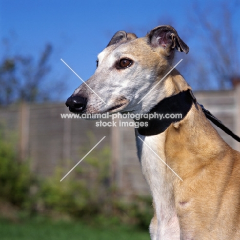 rescued greyhound at dogs trust, portrait