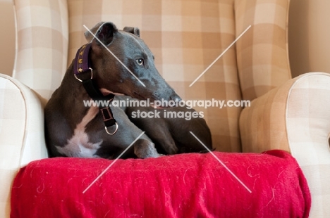 Whippet resting in a chair, at home