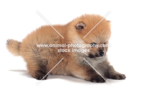 Pomeranian puppy in studio