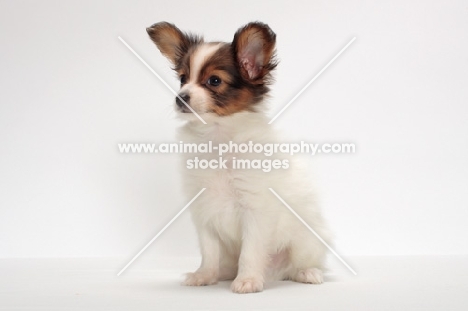 Papillon puppy on white background