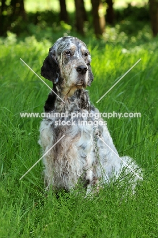 English Setter sitting on grass