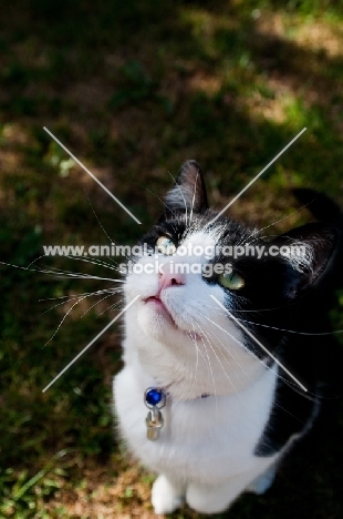 black and white non pedigree cat, outdoors