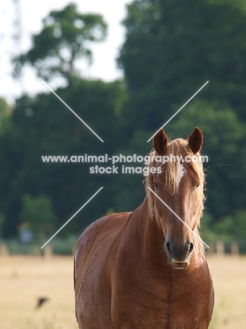 Suffolk Punch, blurred background