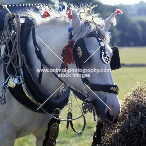 shire horse eating hay 