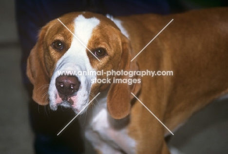 istrian hound, smooth haired, head study