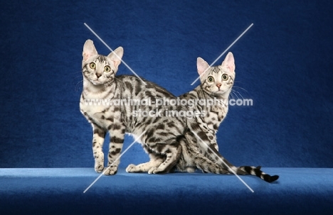 two young Bengals on blue background