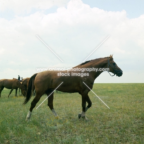 Don stallion in taboon full body 