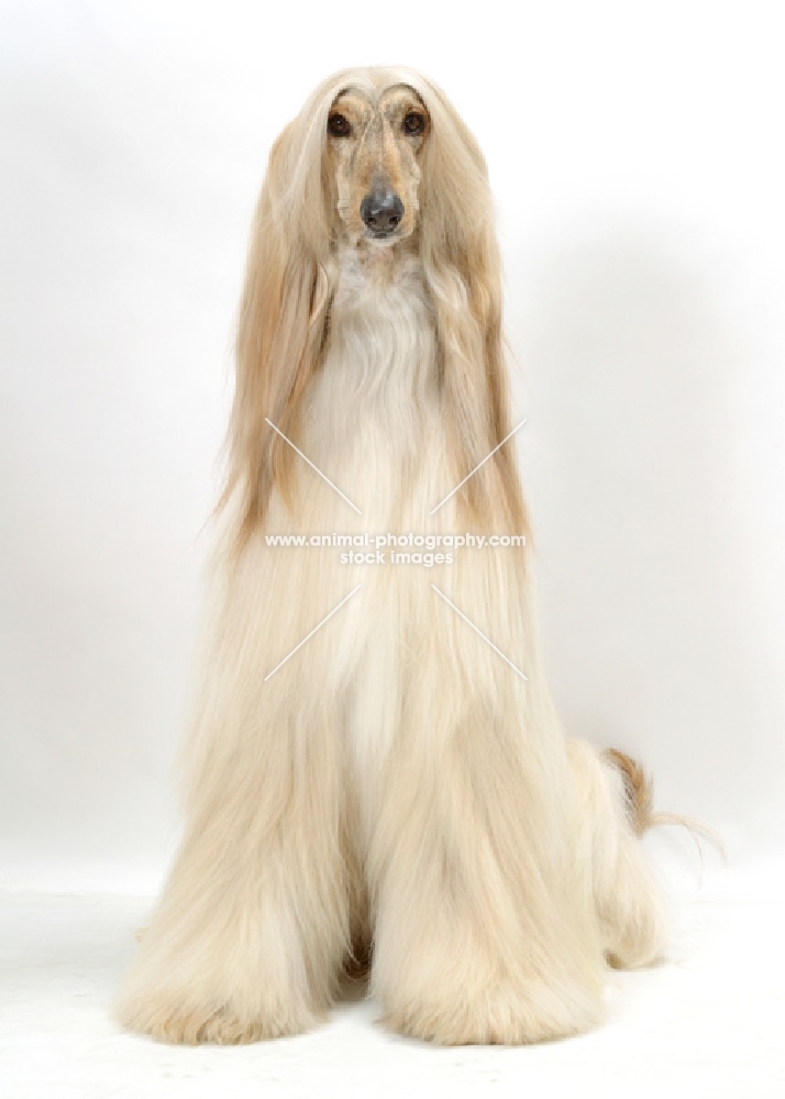 Australian Champion Afghan Hound, front view