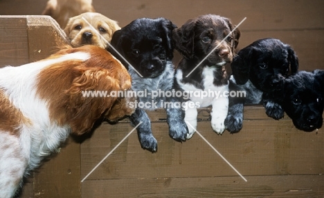 rona, brittany supervising her puppies