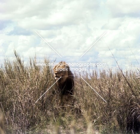 lion walking amongst long grass amboseli national  park Africa