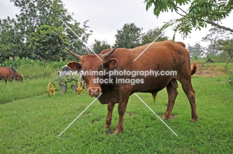 Nguni Cattle on grass