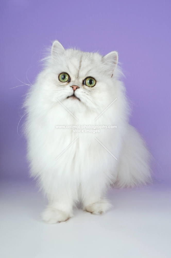 young chinchilla cat, front view