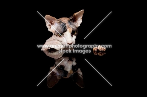 sphynx kitten looking down at reflection