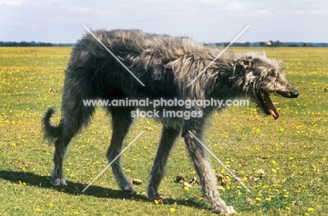 deerhound walking