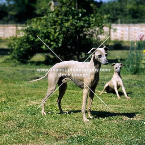 italian greyhound and puppy on grass