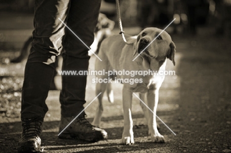 yellow labrador looking up at owner with puzzled expression