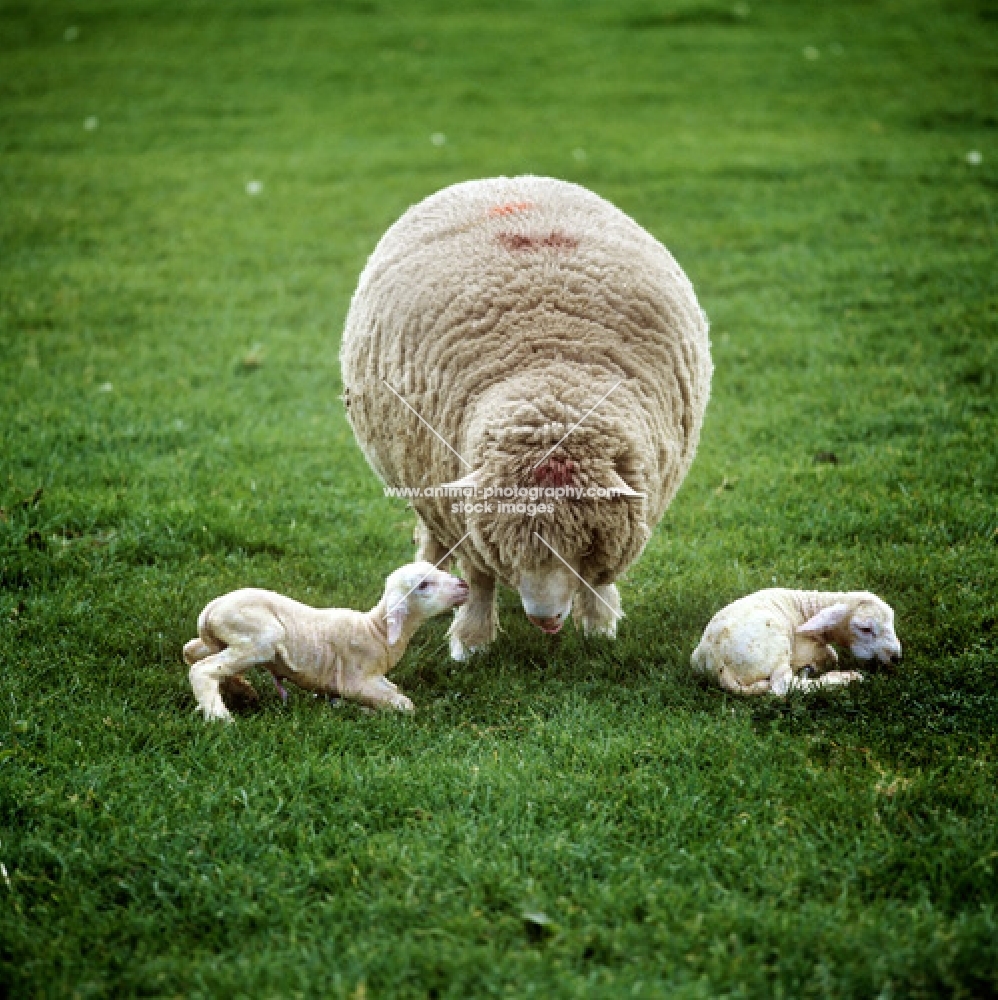 new born lambs with ewe, mixed breed commercial sheep