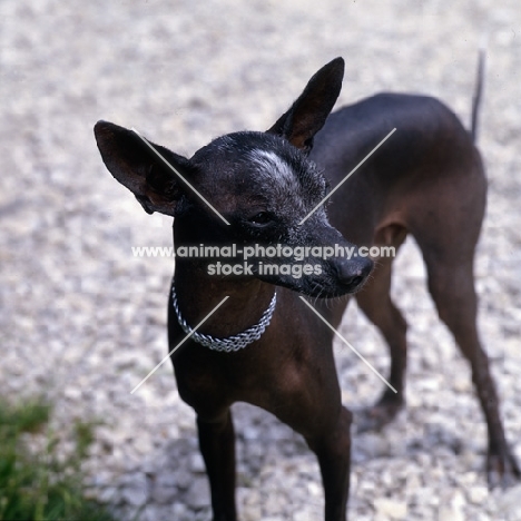 mexican hairless wearing collar