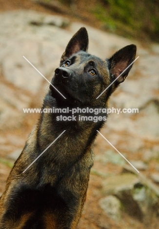 Malinois looking up