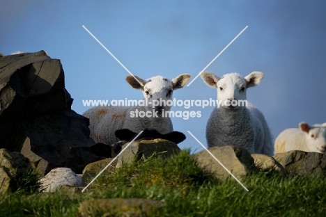 Texel cross lambs