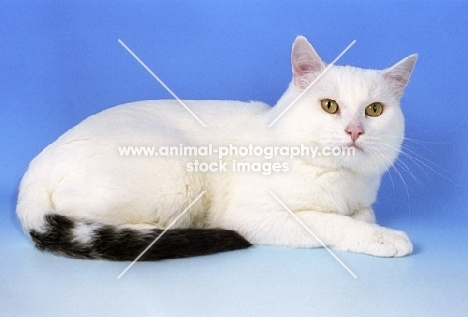 blue van European Shorthair on blue background