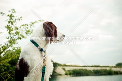 Irish red and white setter looking away
