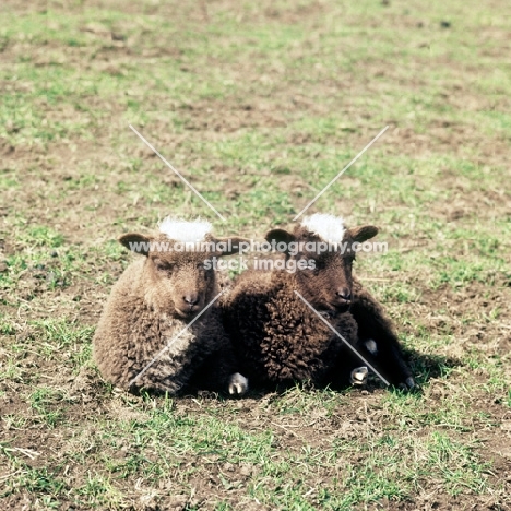 two cross bred soay lambs