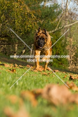 Leonberger running in autumn scenery