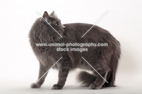 Neutered Nebelung, turning