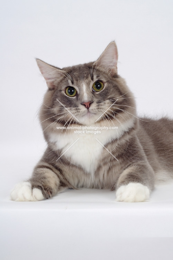 Blue Classic Tabby & White Norwegian Forest cat portrait