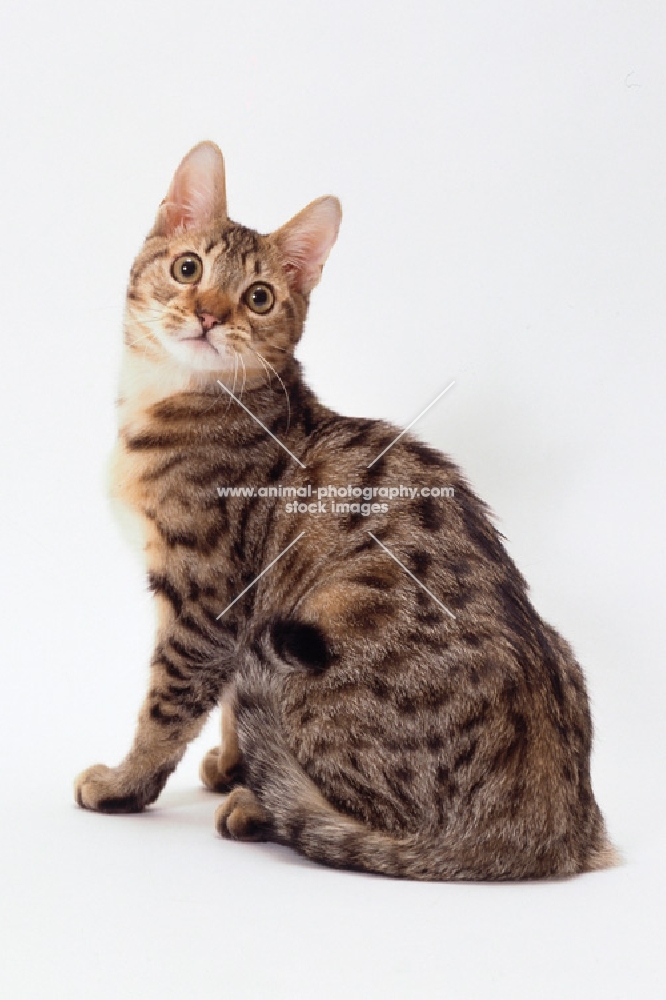 california spangled cat sitting on white background