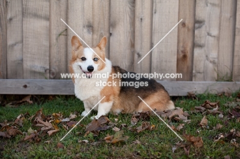 Tricolor Pembroke Corgi sitting in front of wooden fence on grass.