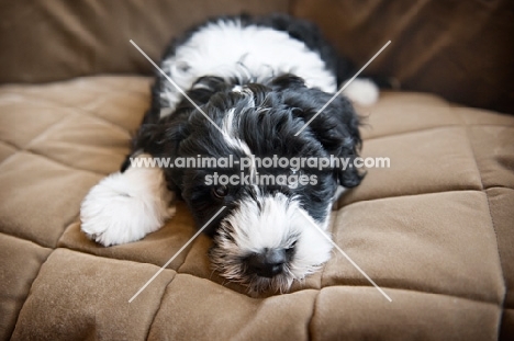 8 week old Portuguese Water Dog puppy