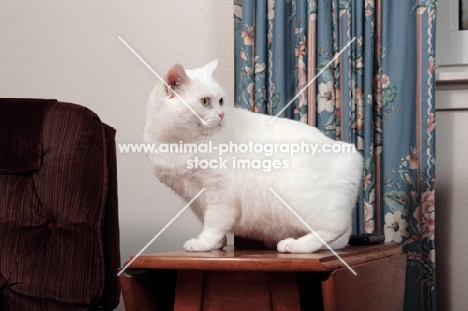 white Manx cat