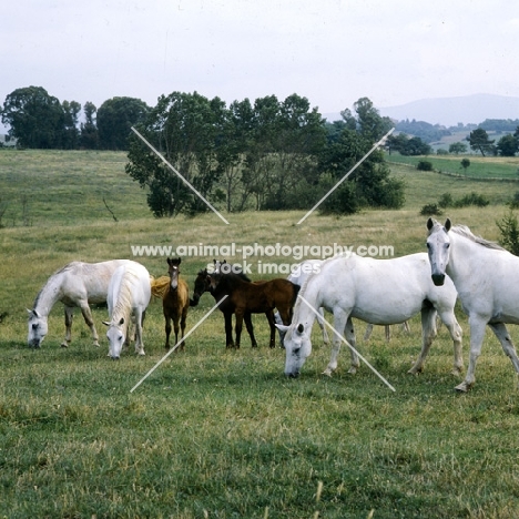 Lipizzaner mares and foals at monterotondo, italy,