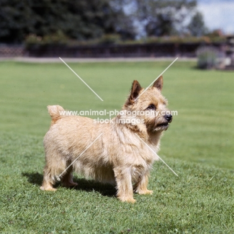 champion norwich terrier on grass