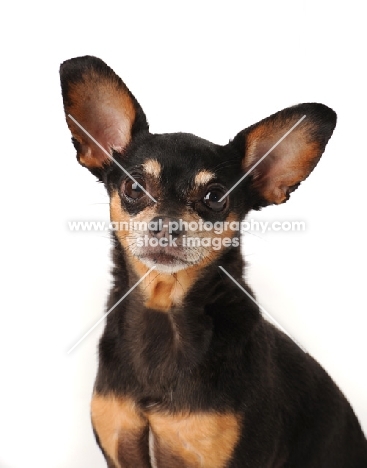 Chihuahua looking at camera in studio