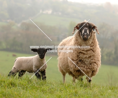 Lonk ewe with lamb