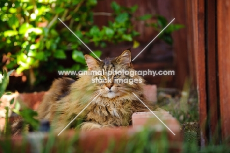 Maine Coon lying in garden and bricks. 